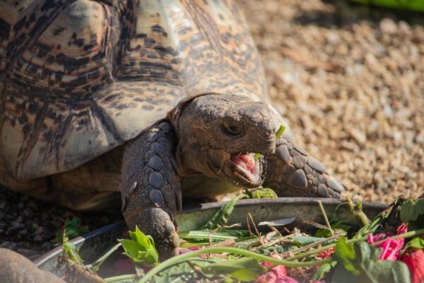 Turtle is eating food