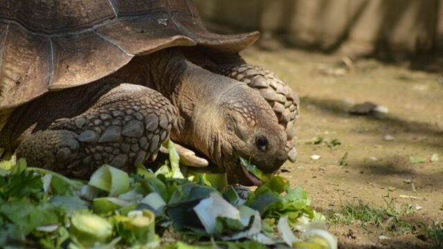 Can turtles eat celery?