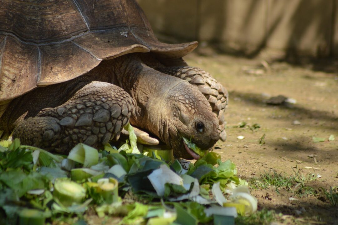 Can turtles eat celery?