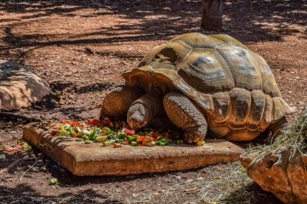 Turtle is eating mix food