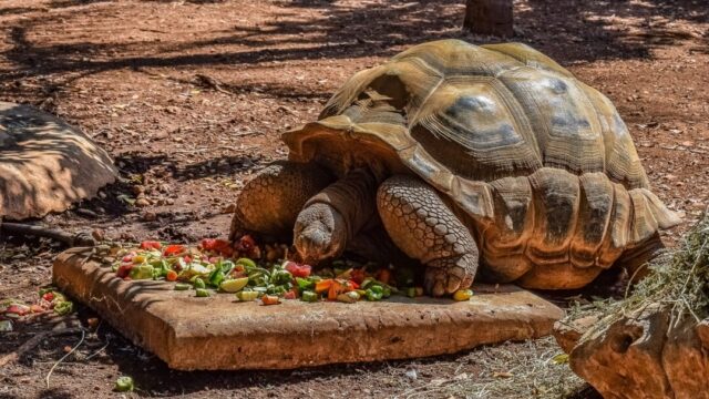How Long Can Turtles Go Without Eating? Turtle is eating mix food