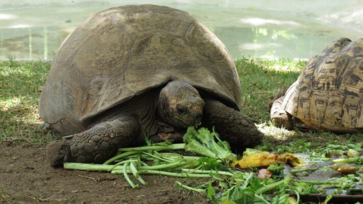 Turtle is eating vegetables