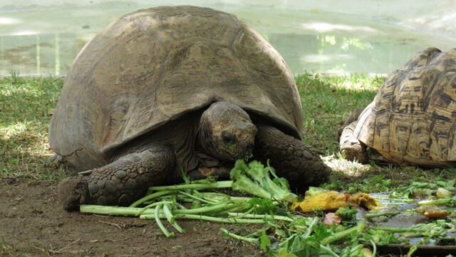 Turtle is eating vegetables. Can Turtles Eat Kale?