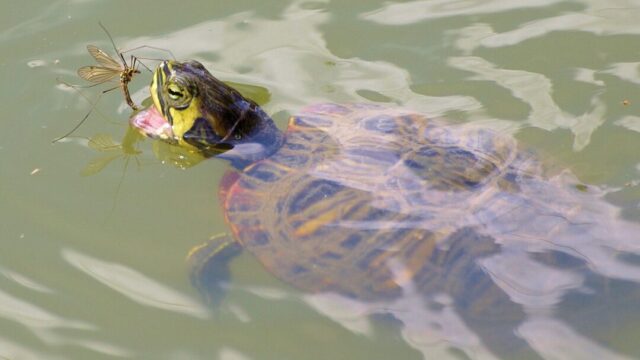 Can Turtles Eat Flies? Turtle is going to eat fly