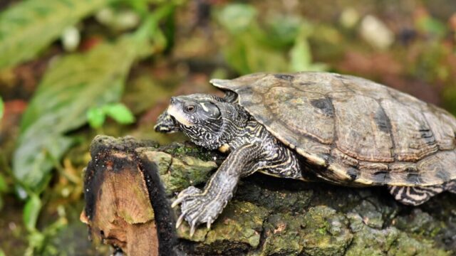 Can turtles eat earthworms?