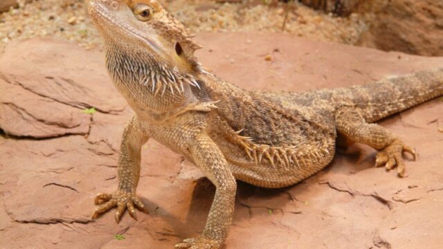 Can Bearded Dragons Lay Eggs Without a Male?