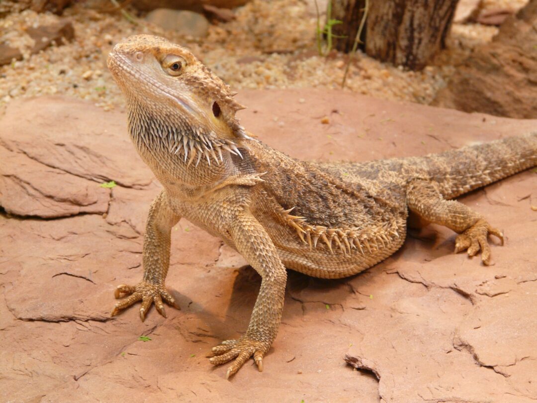 Can Bearded Dragons Lay Eggs Without a Male?