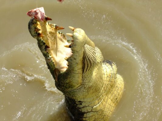 crocodile is trying to eat food