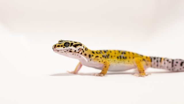 Can Leopard Geckos Eat Hornworms 
