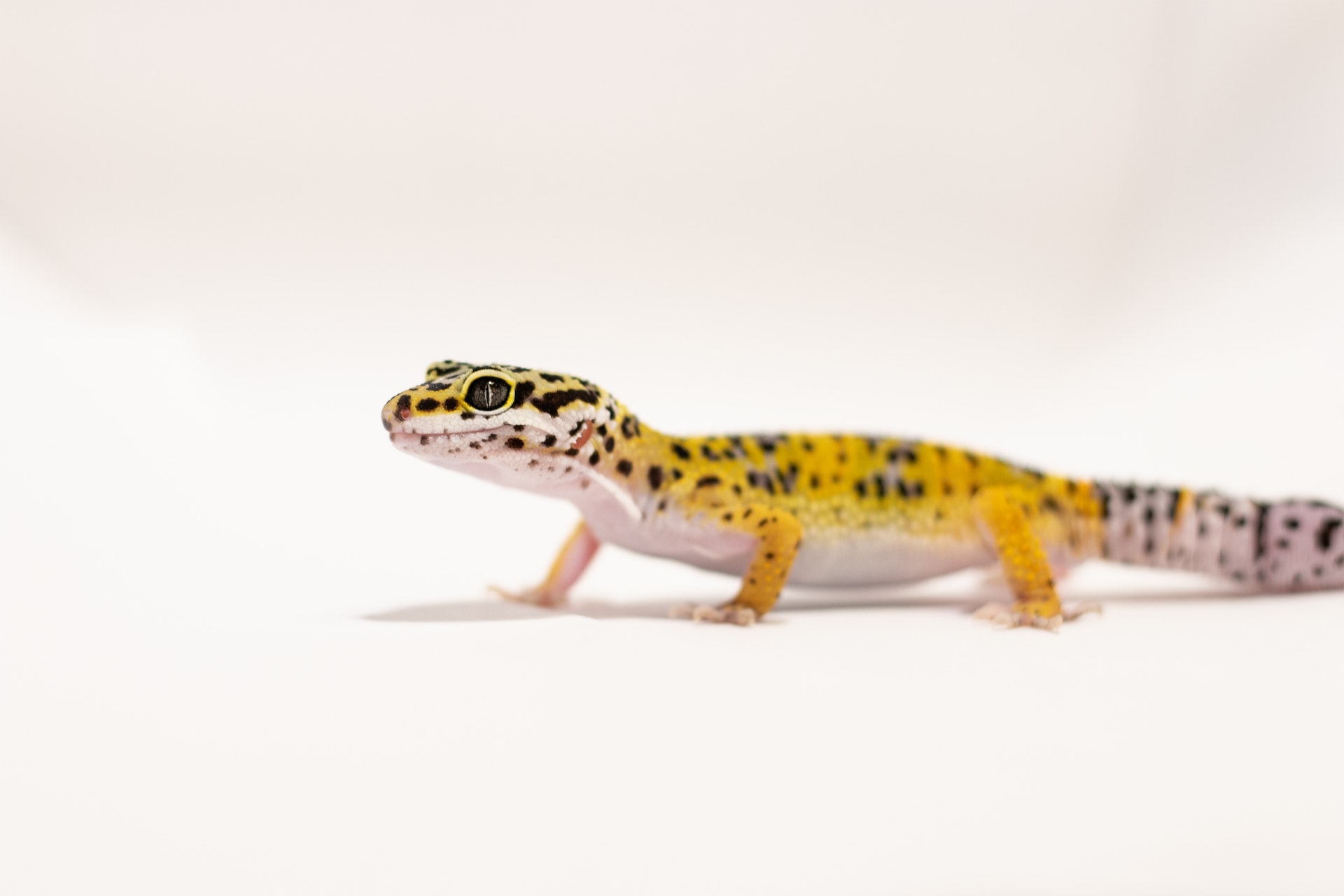 Can Leopard Geckos Eat Hornworms 