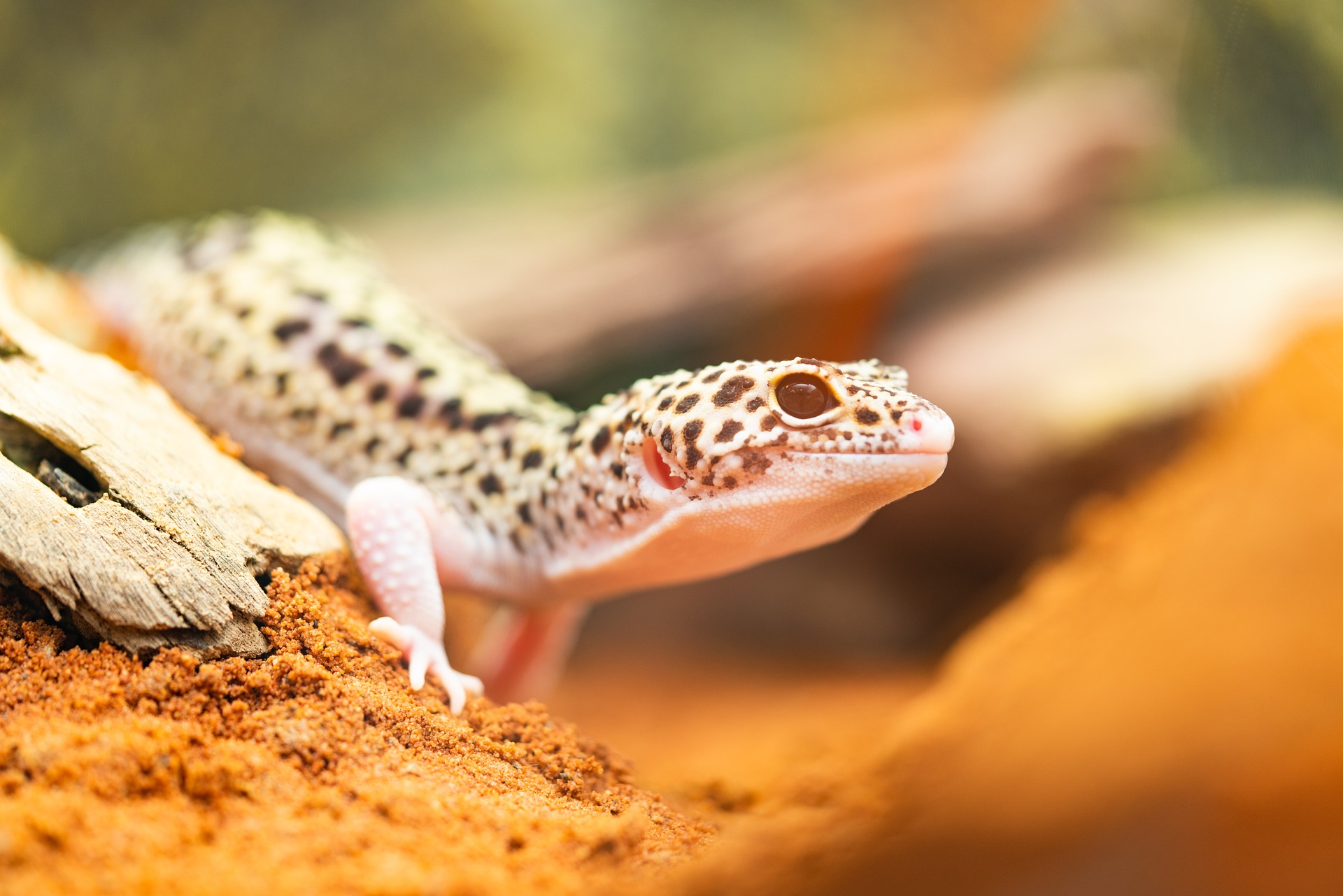 Do Leopard Geckos Need UVB Lights