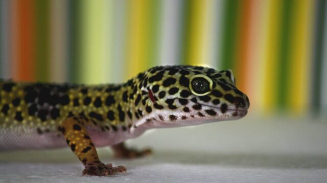 Do Leopard Geckos Bite? 