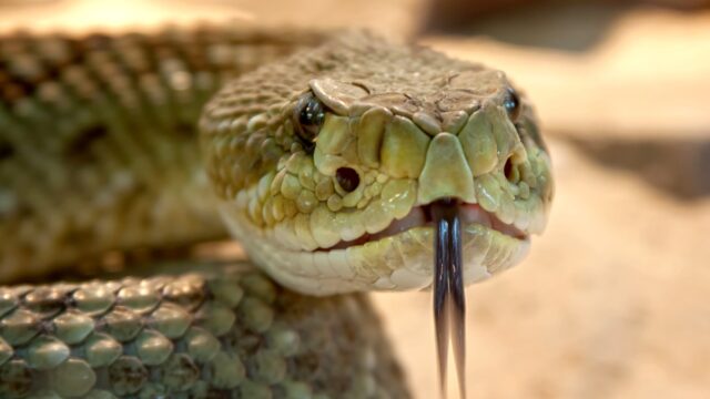 Do snakes eat their babies