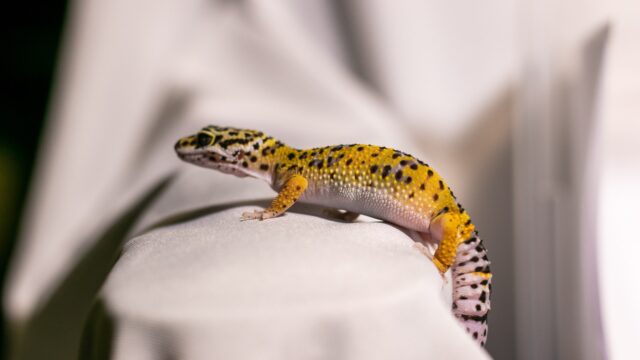 How Much Do Leopard Geckos Cost?