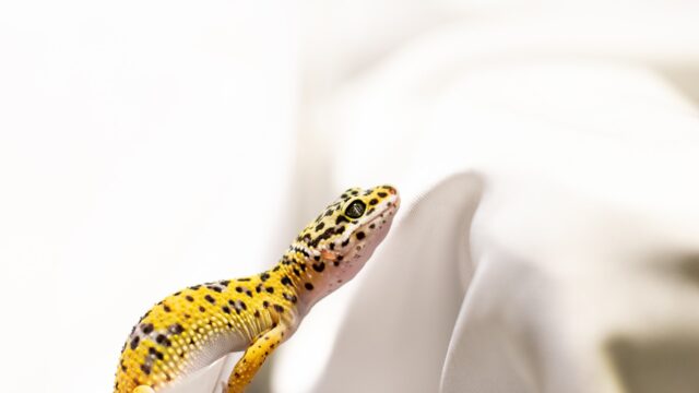 Pregnant Leopard Gecko