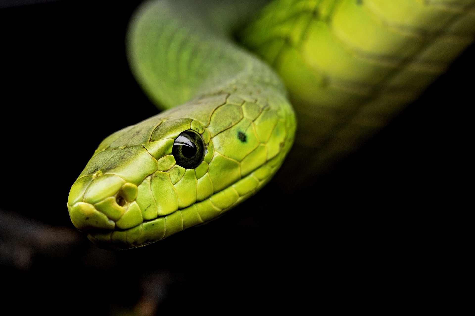 What does het mean in snakes?