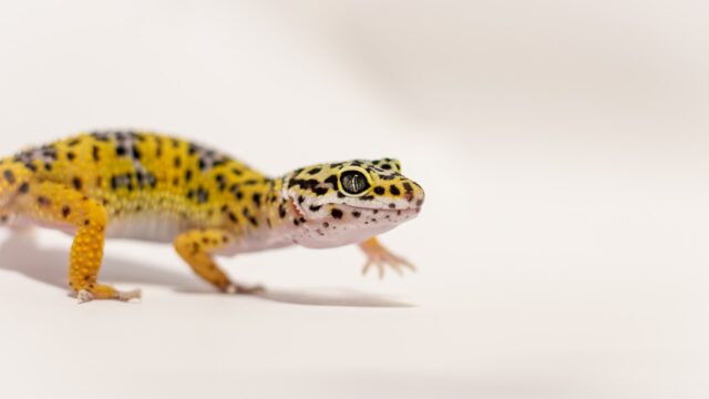 Why Is My Leopard Gecko Pale?