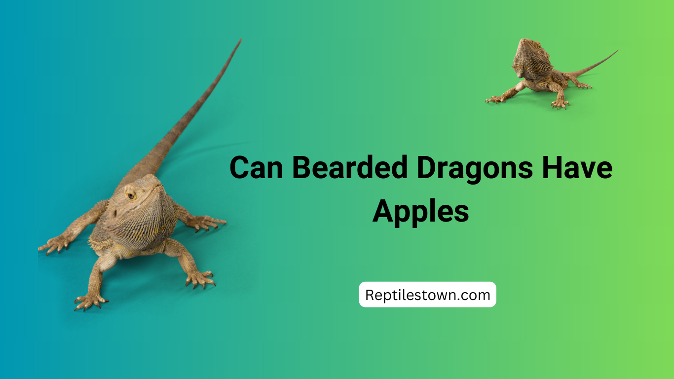 Can Bearded Dragons Have Apples