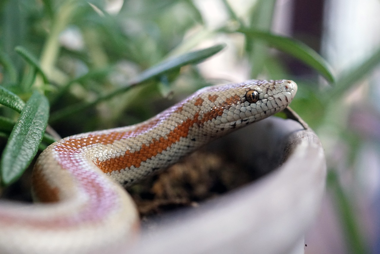 Can Snakes See Color?