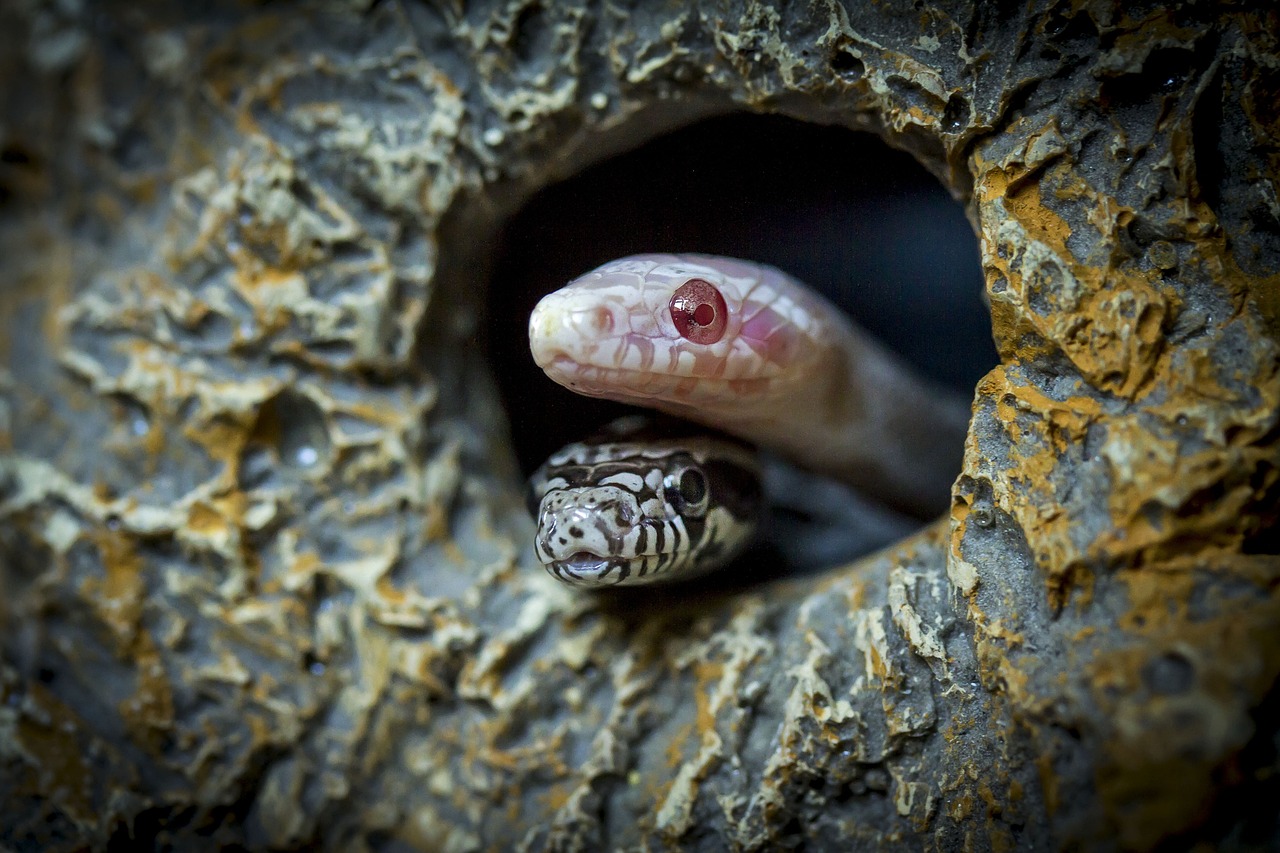 How Long Can a Snake Live Lost in a House?