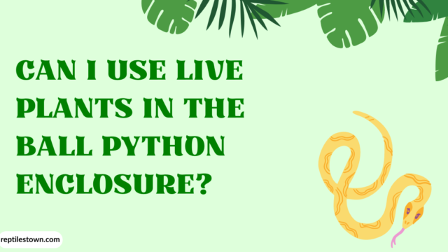 Can I Use Live Plants in the Ball Python Enclosure? 
