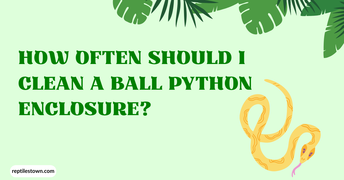 How Often Should I Clean a Ball Python Enclosure?
