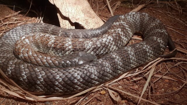 What is the Most Venomous Snake in the World