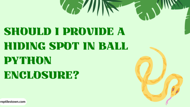 Should I Provide a Hiding Spot in Ball Python Enclosure?