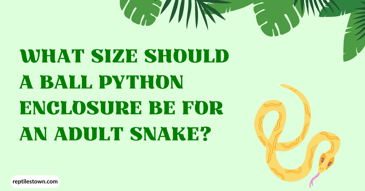 What Size Should a Ball Python Enclosure Be for an Adult Snake?