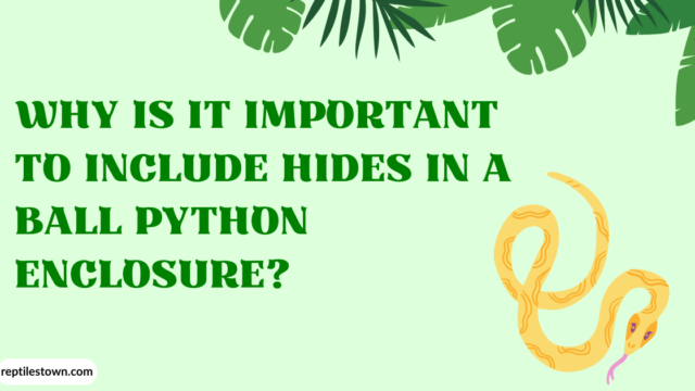 Why Is It Important to Include Hides in a Ball Python Enclosure?