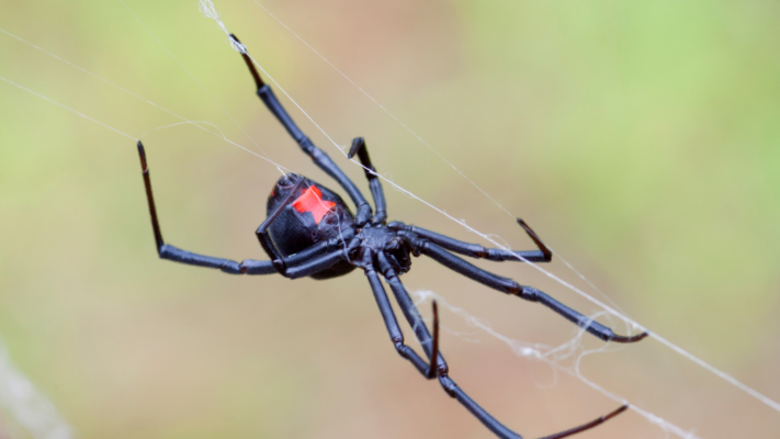 How Dangerous Are Spiders With Red Dots On Their Back