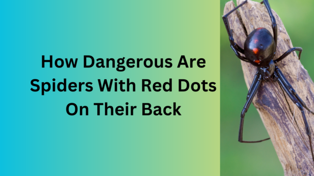 How Dangerous Are Spiders With Red Dots On Their Back