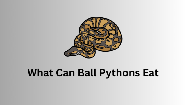 What Can Ball Pythons Eat? Ball Python Diet